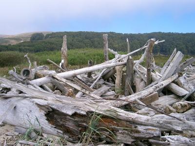 pile o driftwood