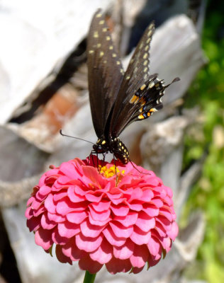 Butterfly in Cris's back yard