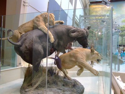 Museum of Natural history