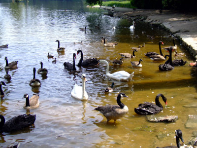 Sumpter SC Swan Lake