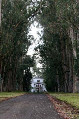 Main entrance lined with eucalyptis trees