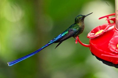 Cool looking hummingbird
