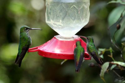 Three hummingbirds