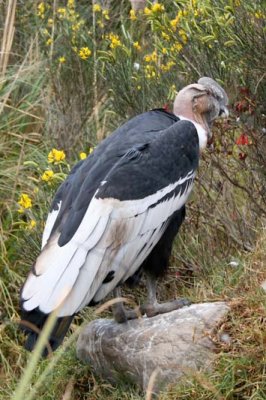 Andean Condor-largest land bird