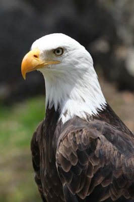 Bald eagle at Parque Condor