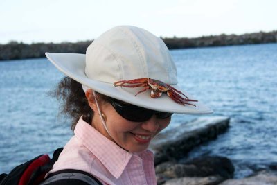 Sally Lightfoot crab as decoration