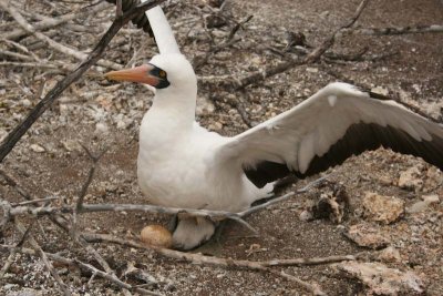 Nazca booby with chick and egg