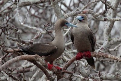 Red footed boobies