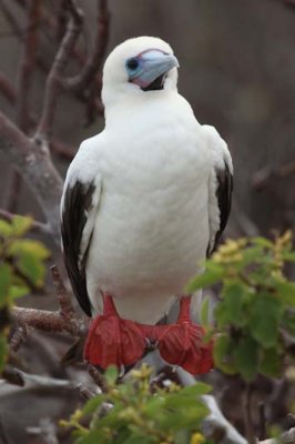 Red footed booby