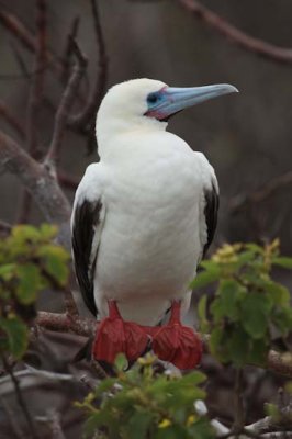 Red footed booby