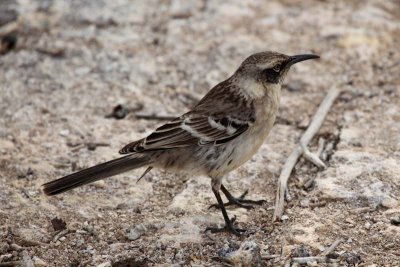 Galapagos Mockingbird