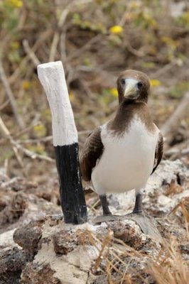 Nazca booby guarding a trail marker