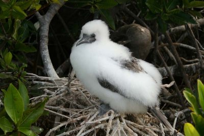Red footed booby juvenile