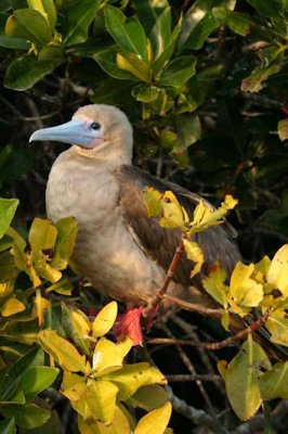 Red footed booby