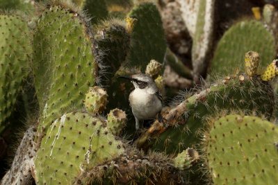 Galapagos Mockingbird in giant prickly pear cactus