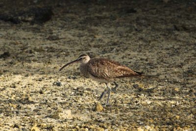 Whimbrel