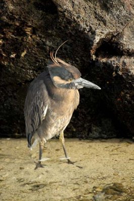 Yellow crowned night heron