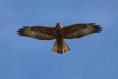 Galapagos Hawk