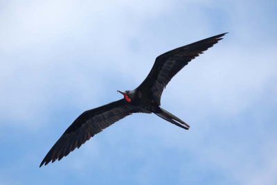 Frigatebird