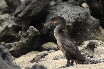 Flightless cormorant