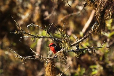 Vermilion flycatcher