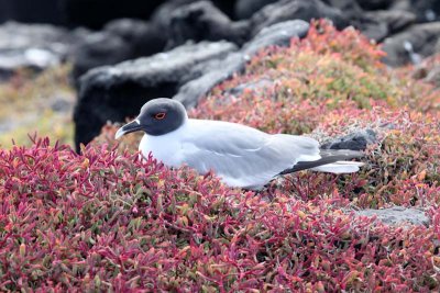 Swallow tail gull sitting in the ice plants