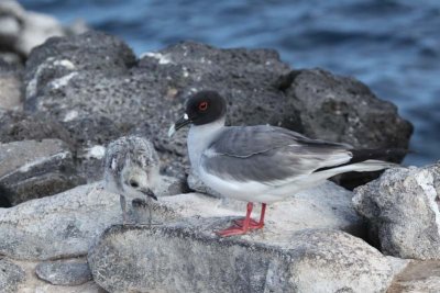 Swallow tail gull and chick