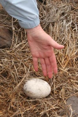 Waved Albatros egg