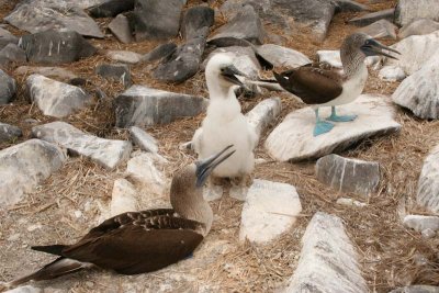 Blue footed booby family