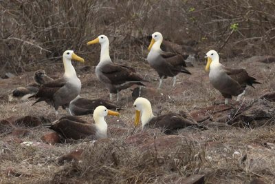Waved Albatros homies hanging out