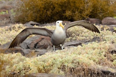 Waved Albatros heading to the cliff to a takeoff