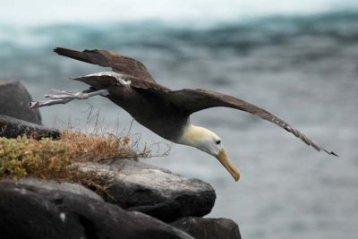 Waved Albatros takes off