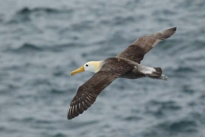 Waved Albatros