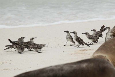 Galapagos Mockingbird rumble