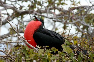 Frigatebird male impressing the ladies