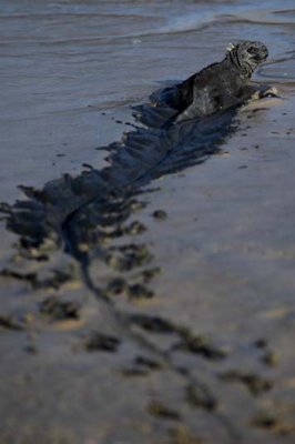 Marine iguana slogging through the mud