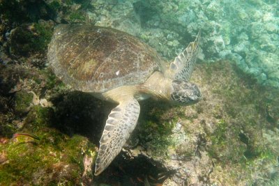 Sea turtle encountered while snorkeling