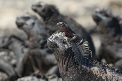 Lava lizard on marine iguana
