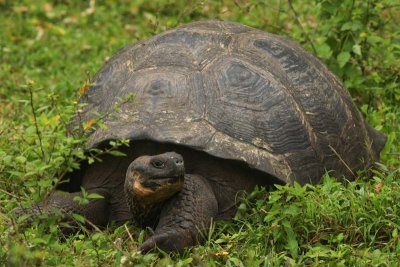 Galapagos tortoise