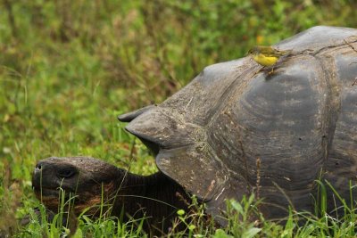 Galapagos tortoise and flycatcher
