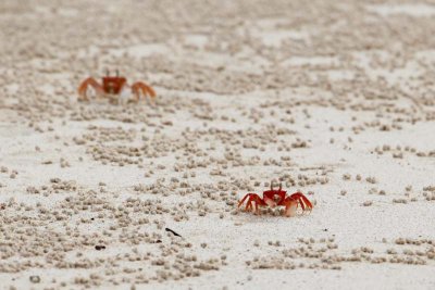 Ghost crabs are skittish and hard to photograph