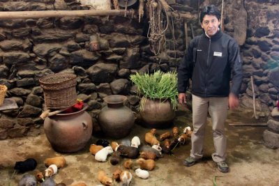 Guinea pigs raised for food kept in the house