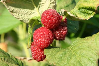 Red Raspberries