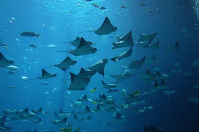 A School of Rays