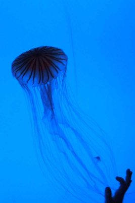 Cool Jellyfish Picture