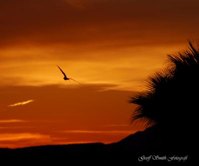 Sunset Flight