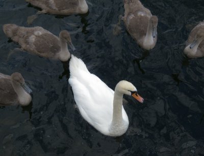 Swans at Os harbour 7th of August 2011.JPG