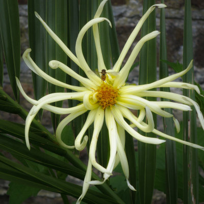 15th of August - Flower in Phoenix Park Dublin.JPG