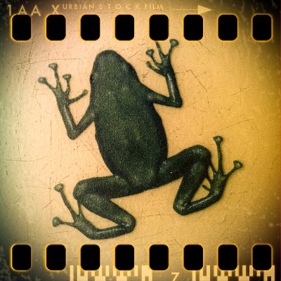 14th of January 2012 - Frog at home.JPG