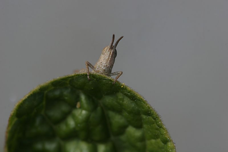 Young grasshopper!
